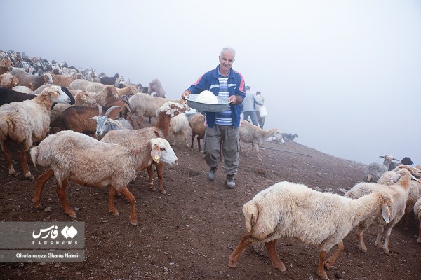 دامداری سنتی در مراتع ییلاقی غرب مازندران
