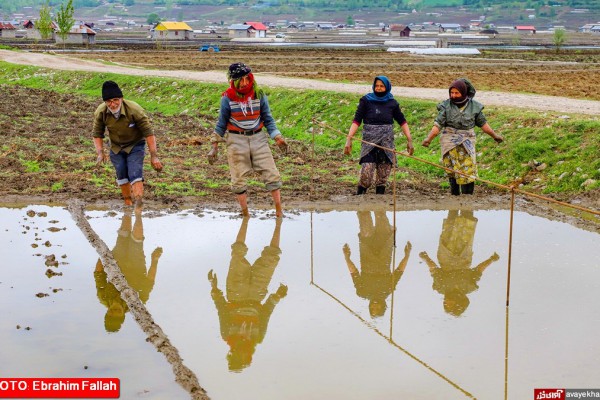 فصل کار شالیکاران در روستاهای دودانگه ساری