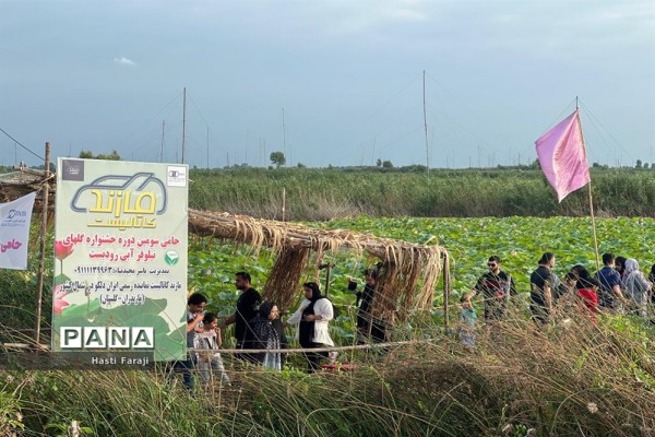جشنواره گلهای نیلوفر آبی در روستای رودبست بابلسر